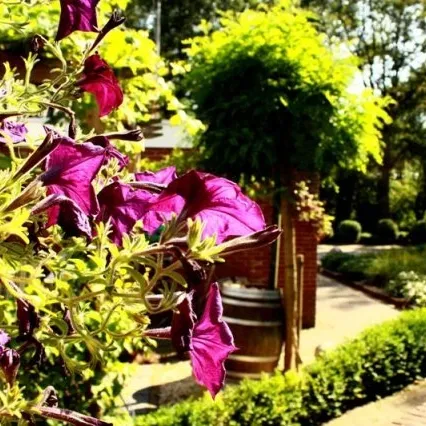 Foto 9