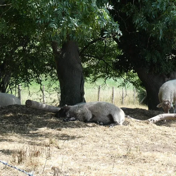 Image 10