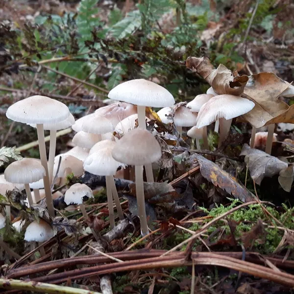 Foto 7