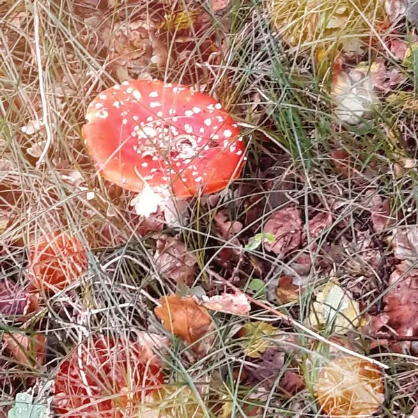 Foto 10