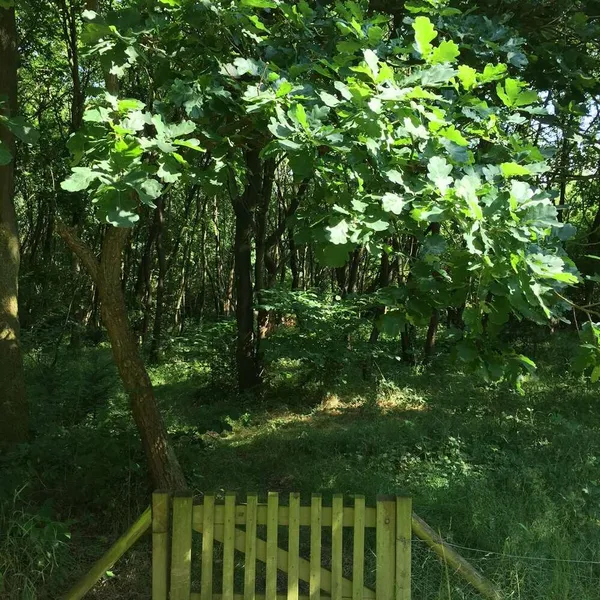 Image 6