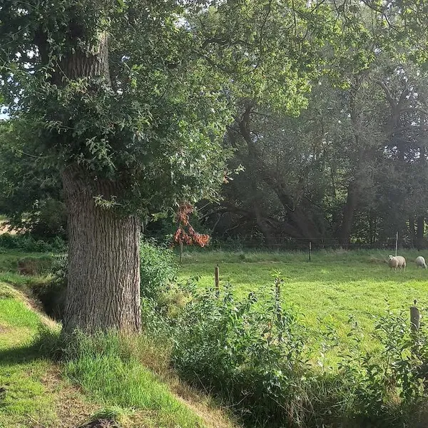 Foto 7