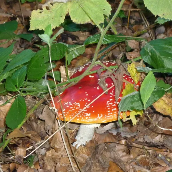 Image 9