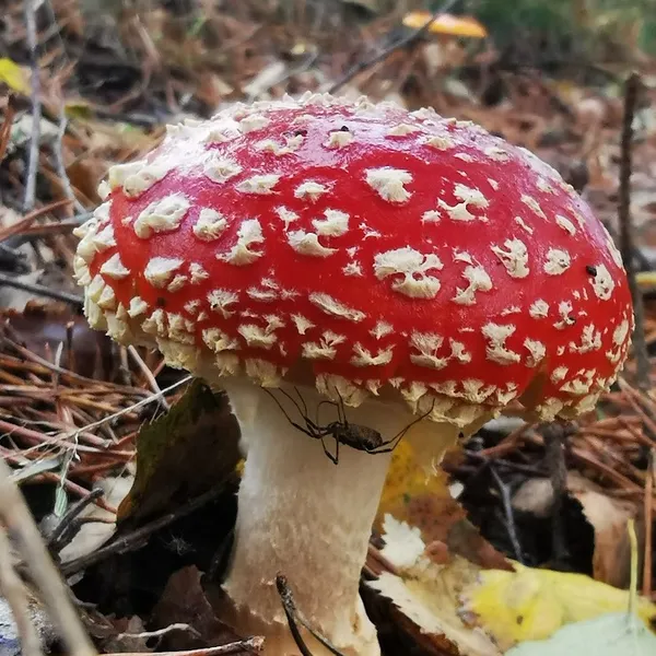 Foto 6