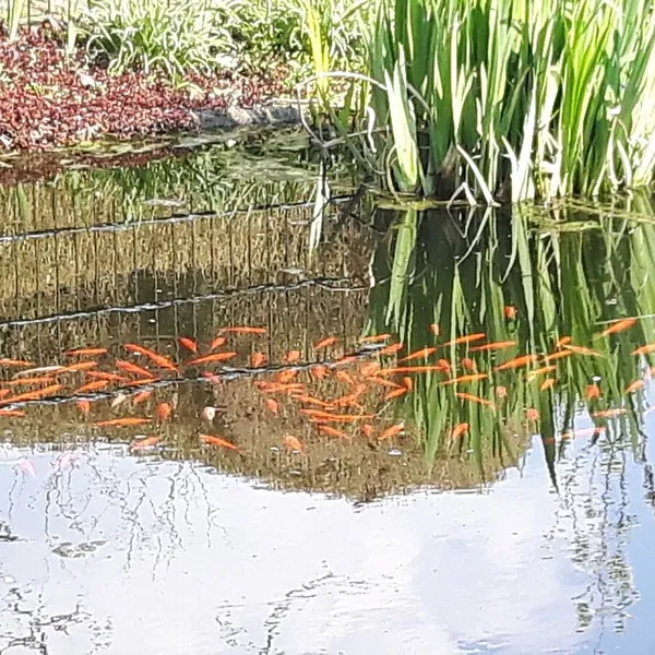 Foto 10