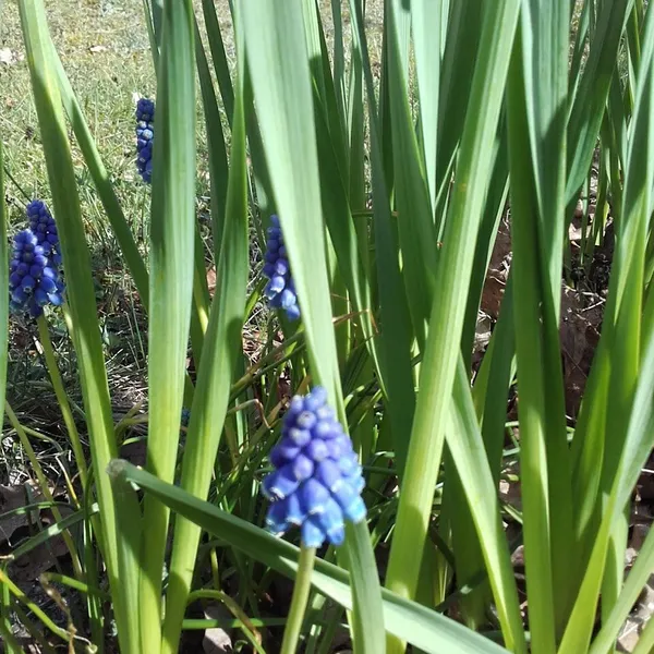 Foto 7