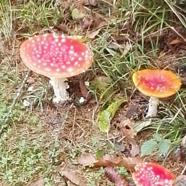 Foto 9