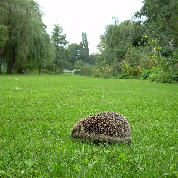 Foto 6