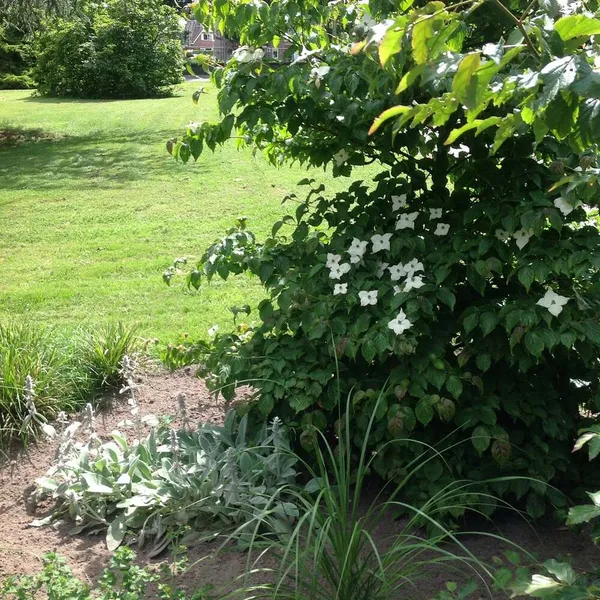 Image 9