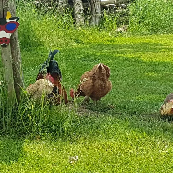 Foto 4