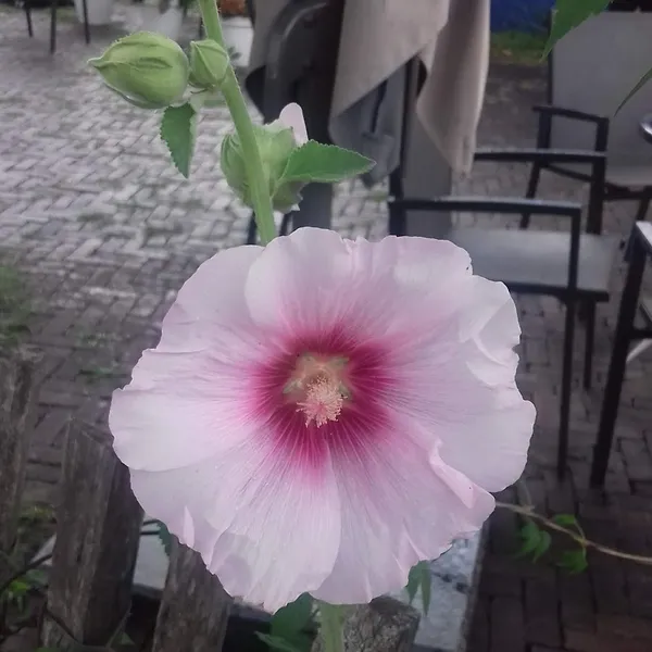 Foto 9