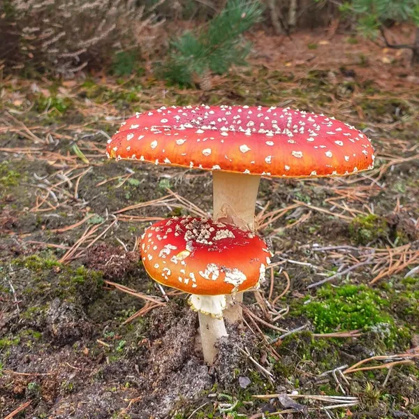 Foto 6