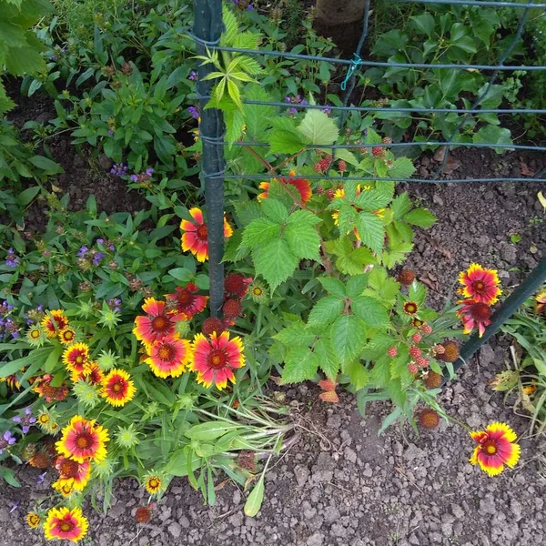 Image 5