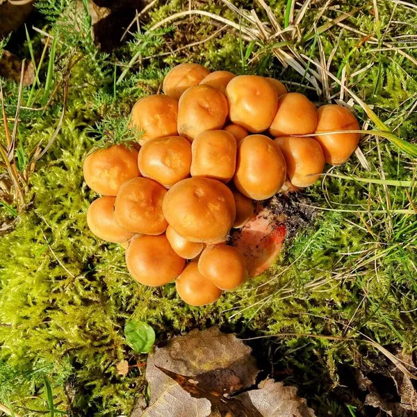 Foto 6