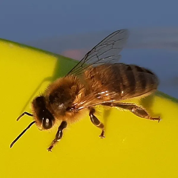 Foto 10