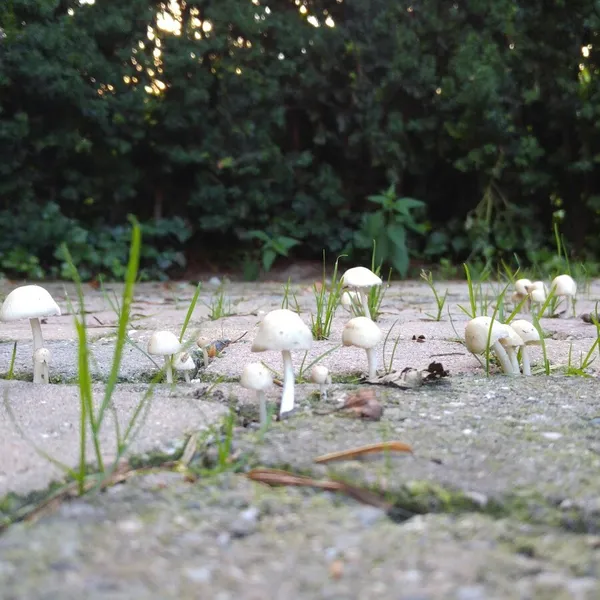 Foto 9