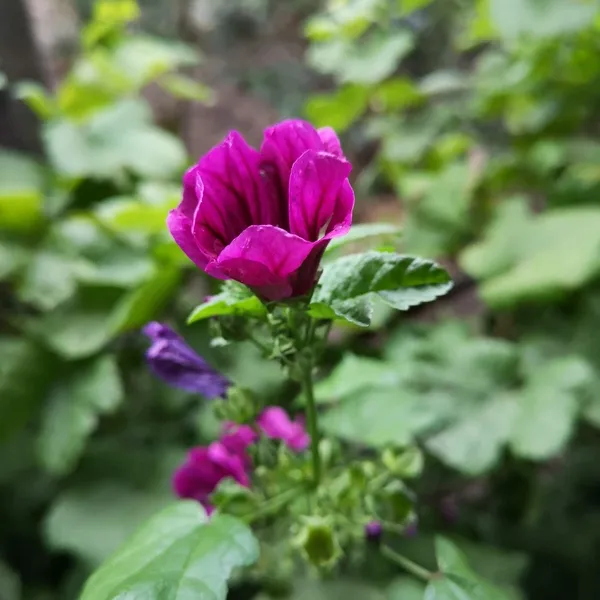 Foto 6