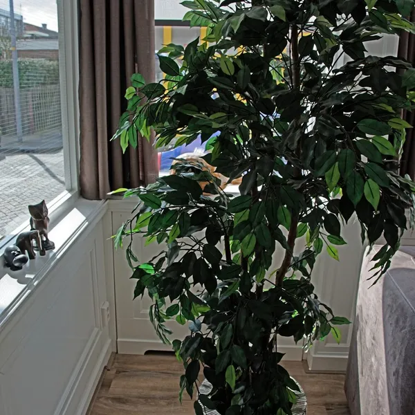 Foto 7
