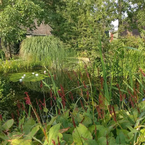 Foto 10