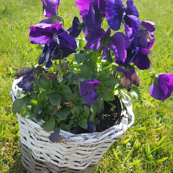 Foto 10