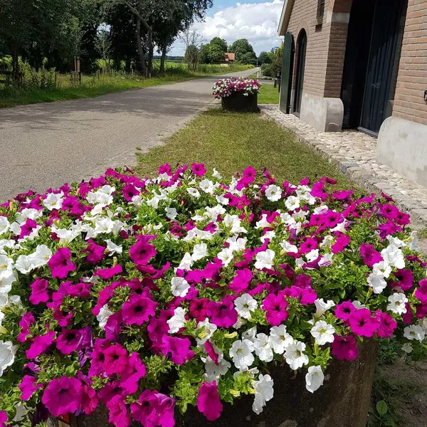 Foto 7