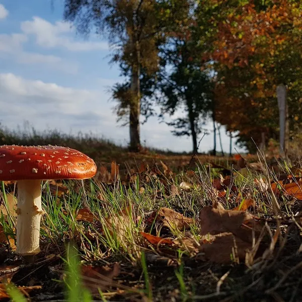 Foto 10