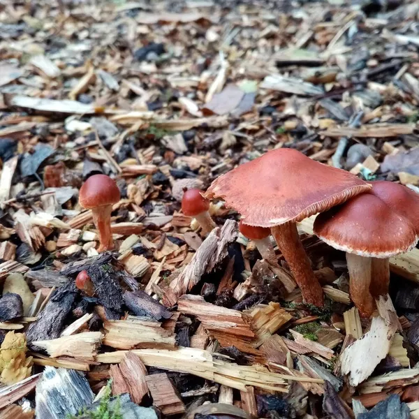 Foto 5