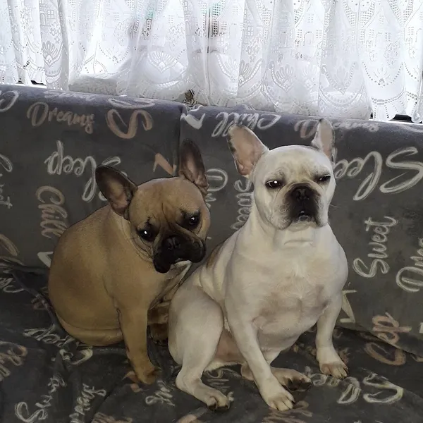Foto 5