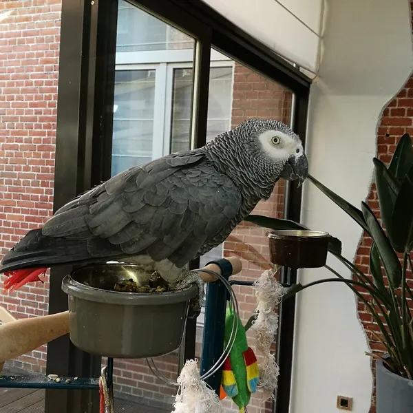 Foto 7