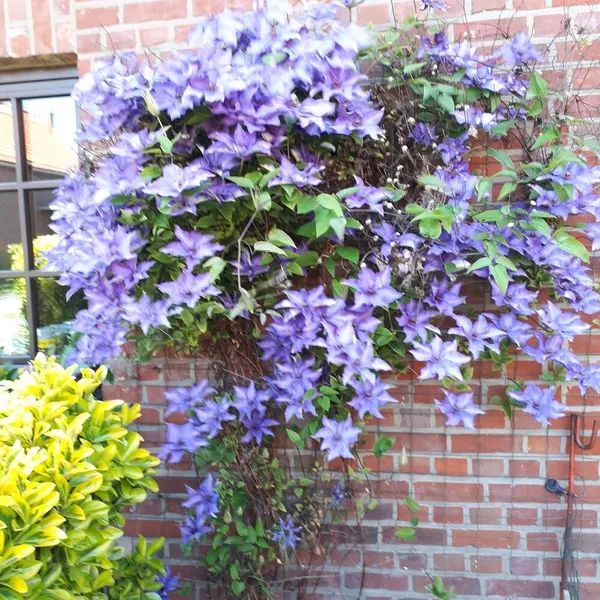 Foto 9