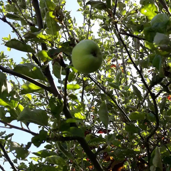 Foto 8