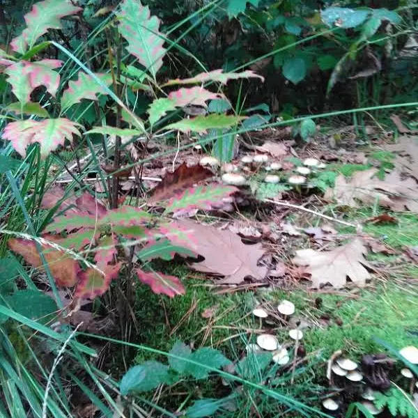 Foto 2