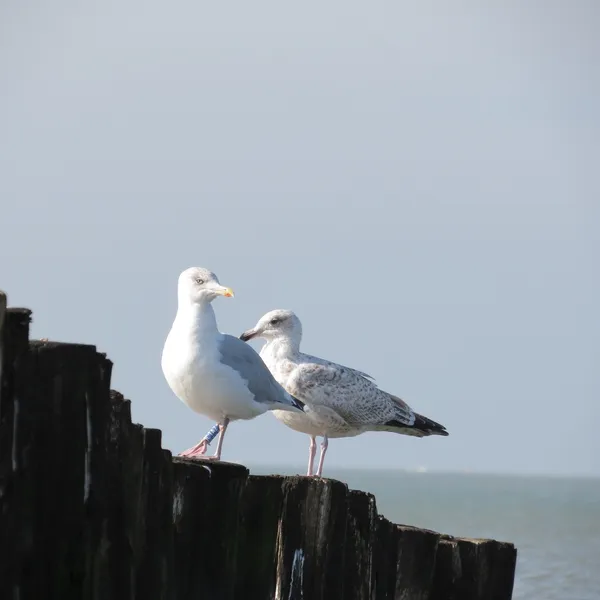 Image 41