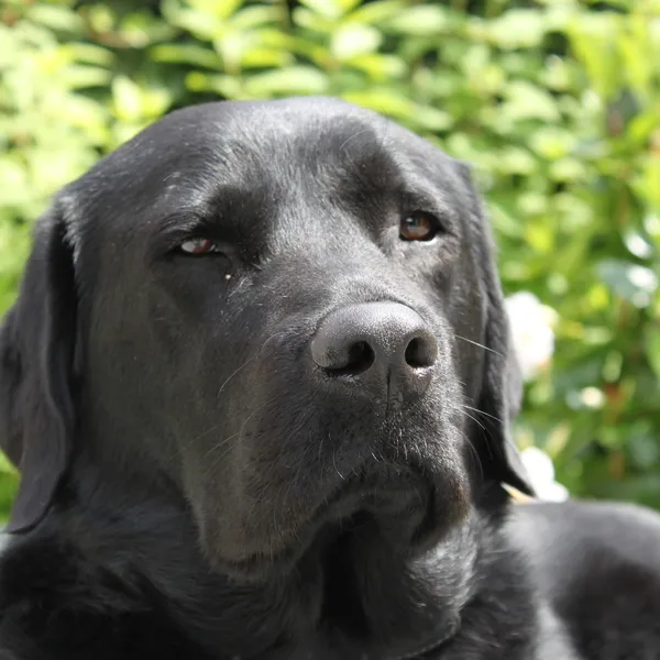 Image 27