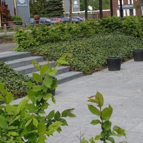 Foto 17