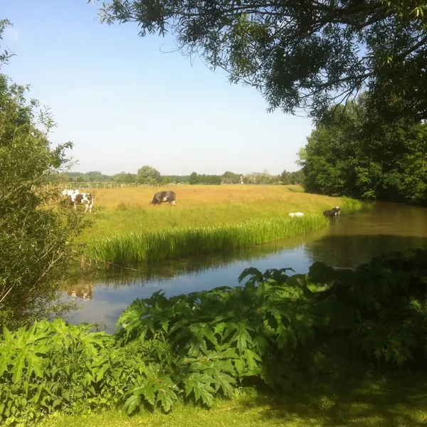 Image 15