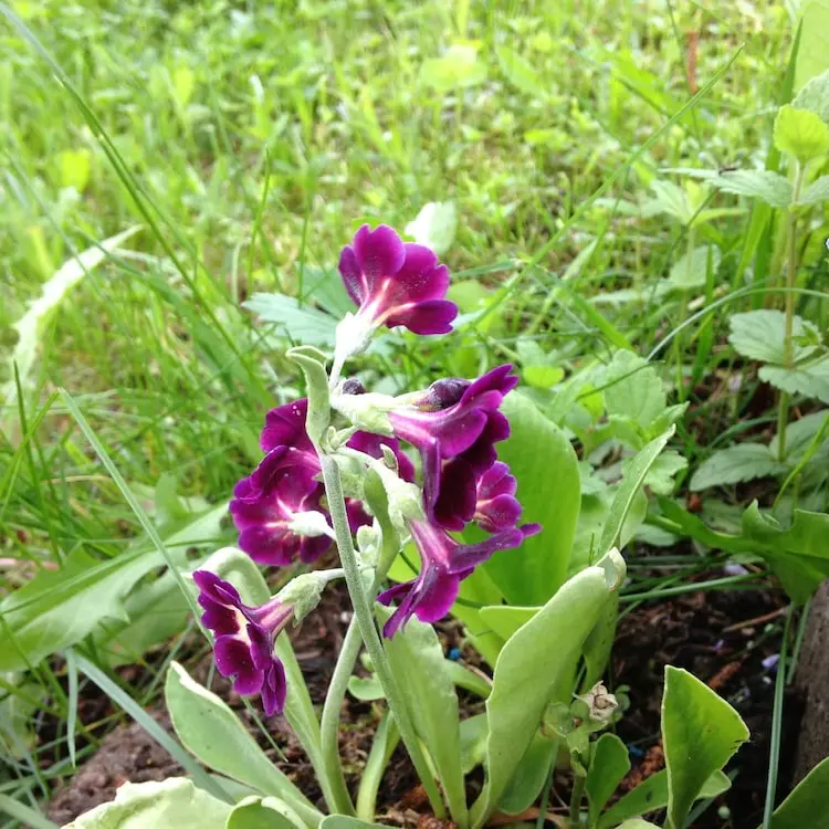 Foto 4