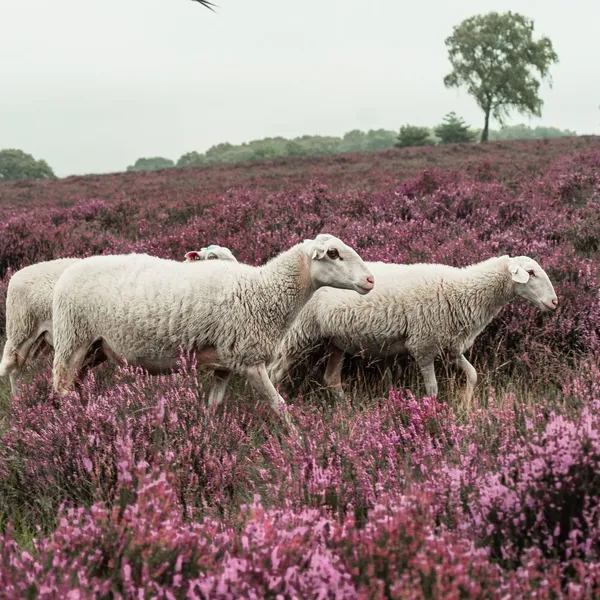 Image 17