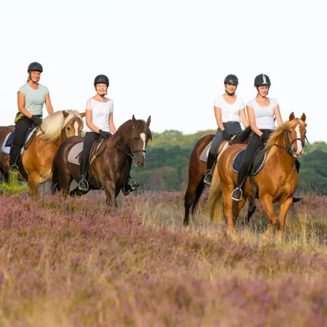 Ferienhof Cohrs in Bispingen