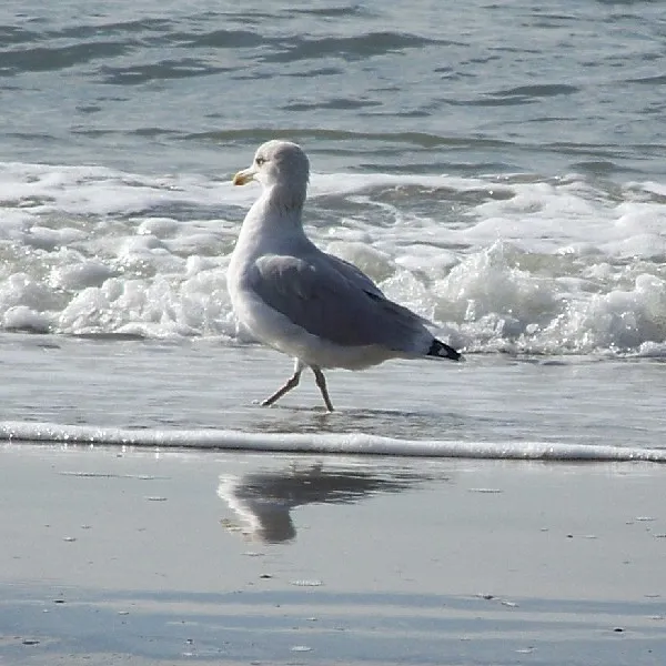 Image 13