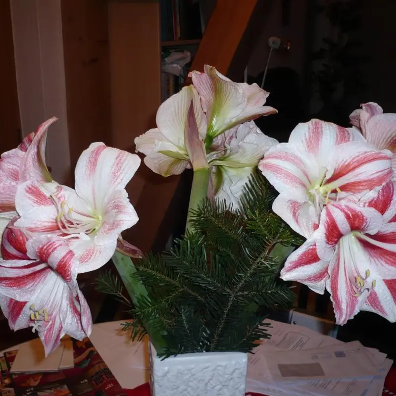 Foto 4