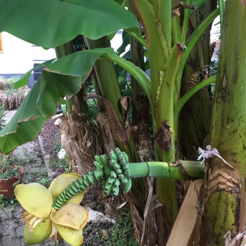 Foto 5