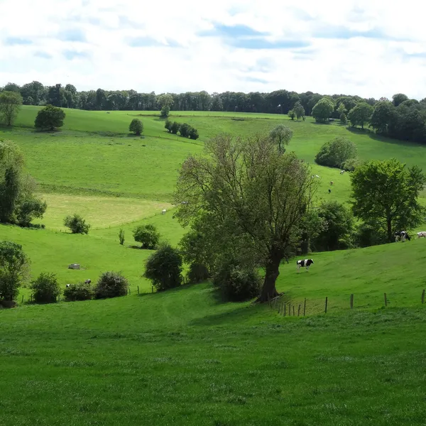 Image 20