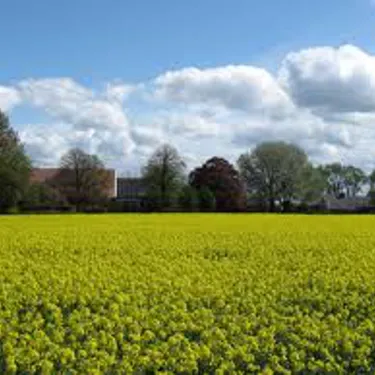 Image 30
